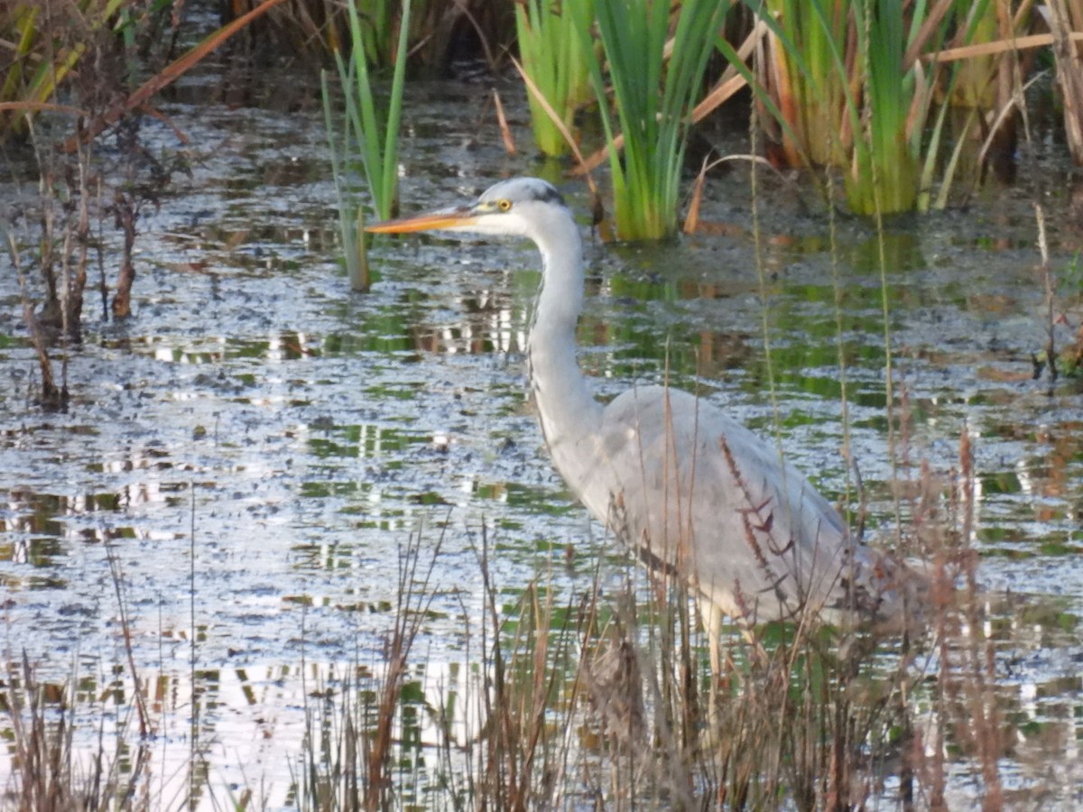 蒼鷺 - ML643785086