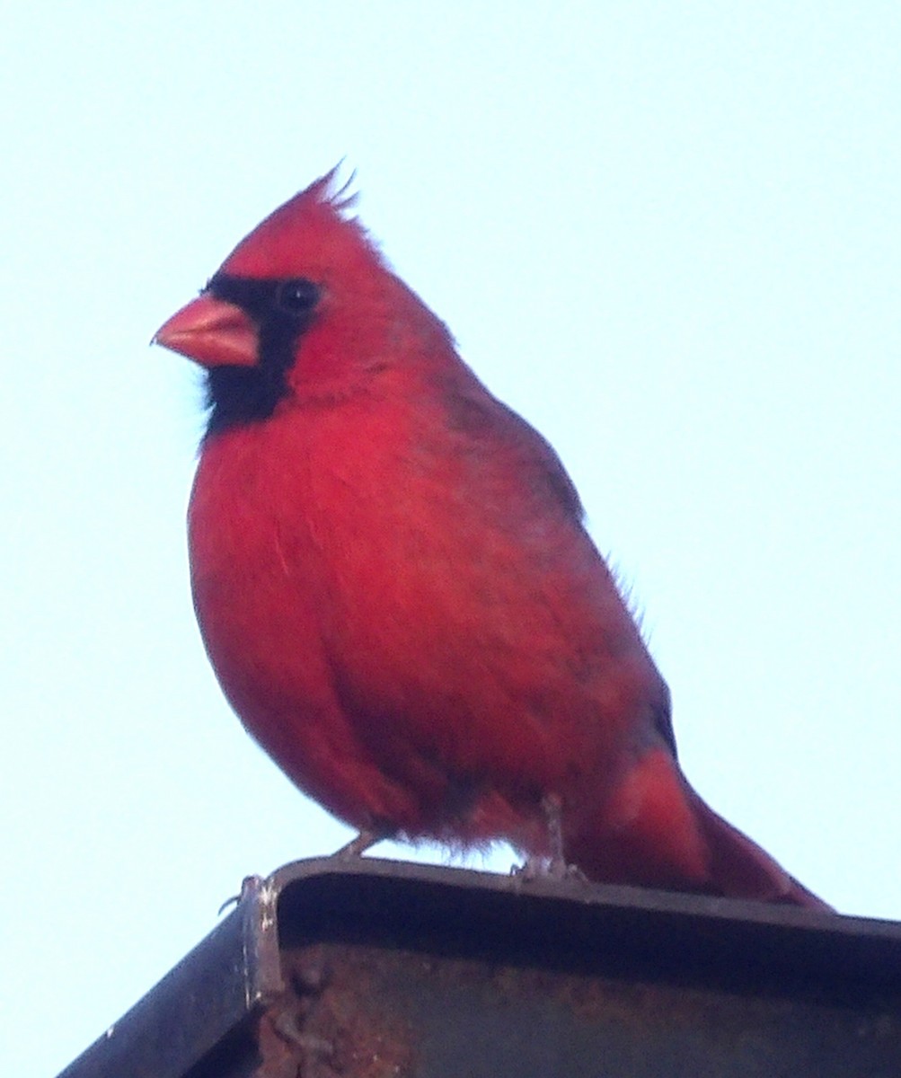 Northern Cardinal - ML643785087
