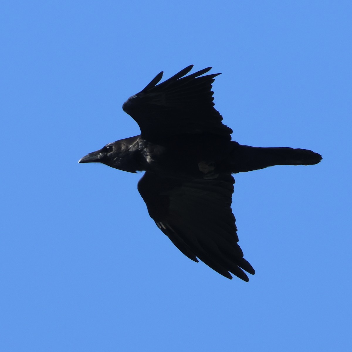 Common Raven - ML643785103