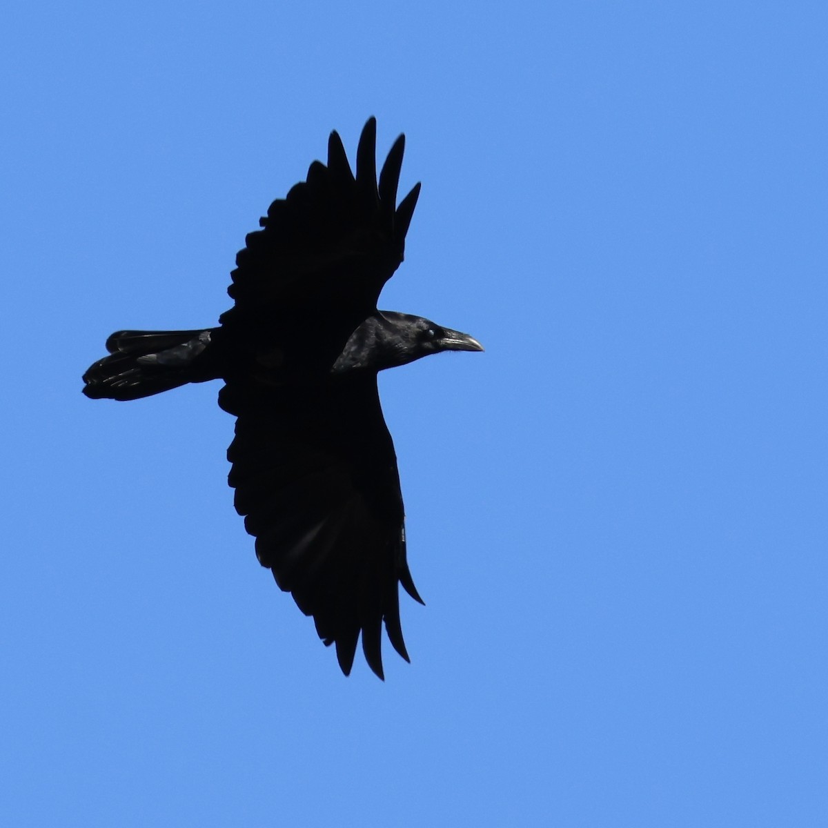 Common Raven - ML643785104