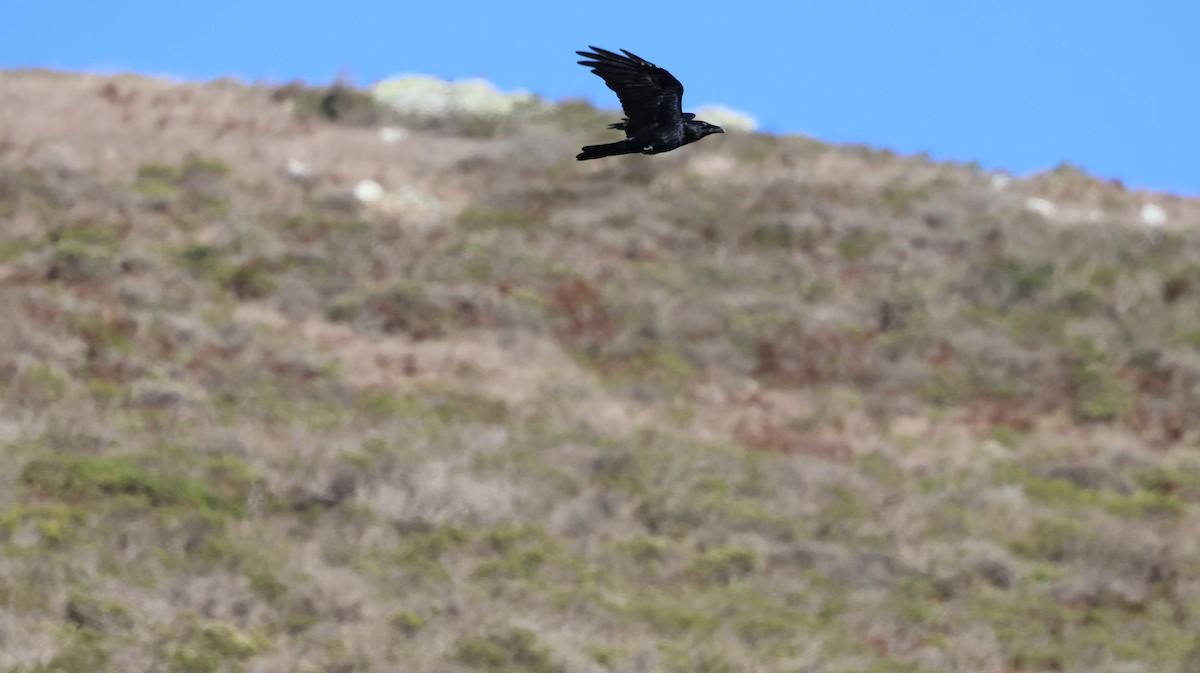 Common Raven - ML643785105