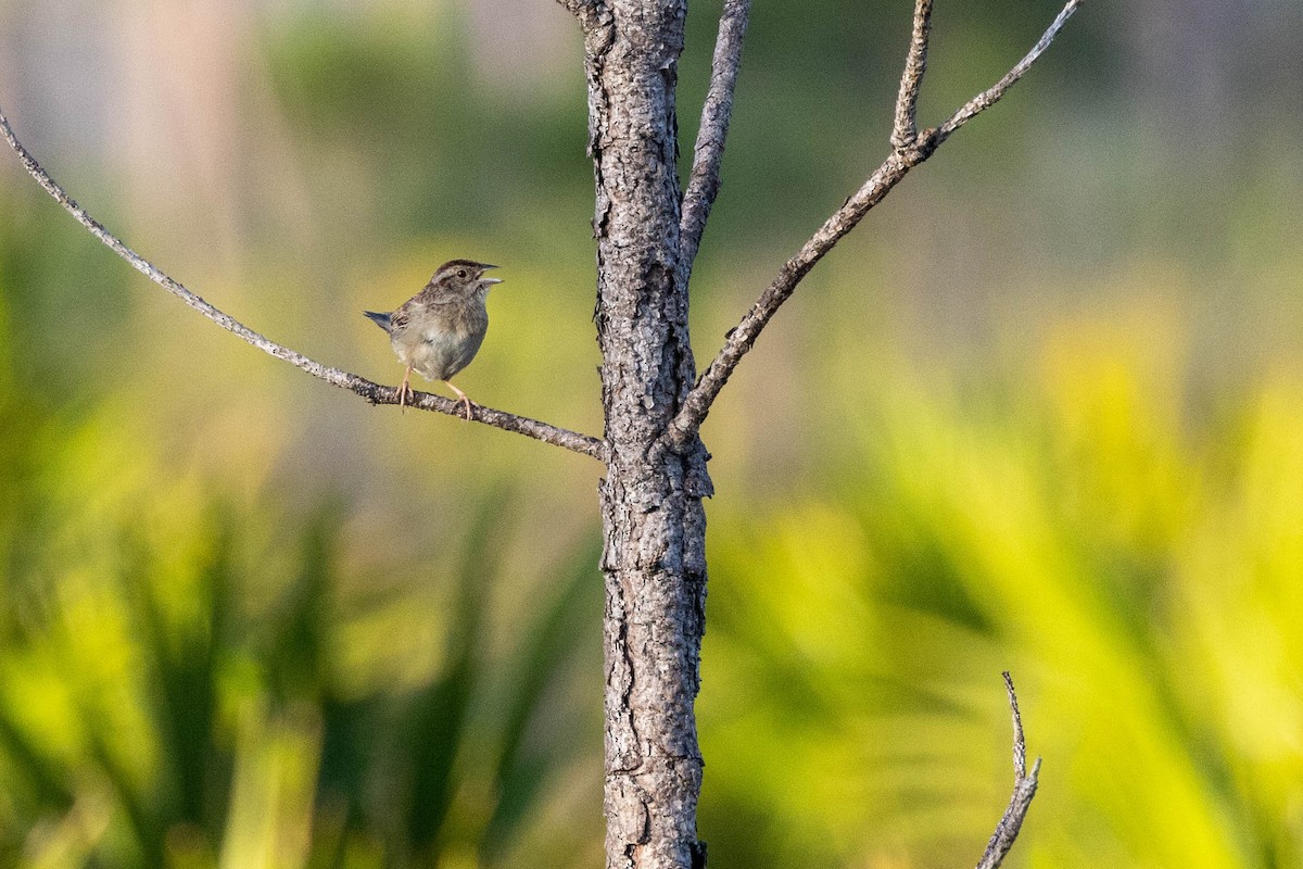 Bachman's Sparrow - ML643785114