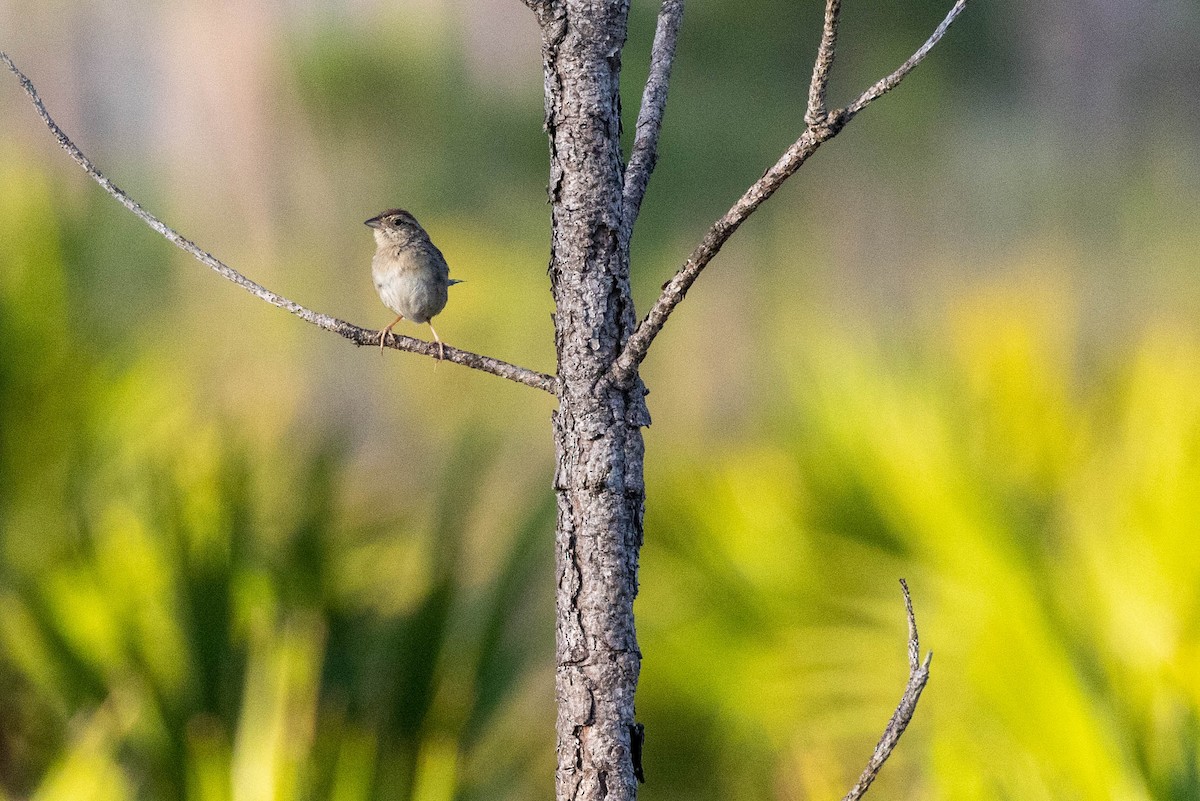 Bachman's Sparrow - ML643785115
