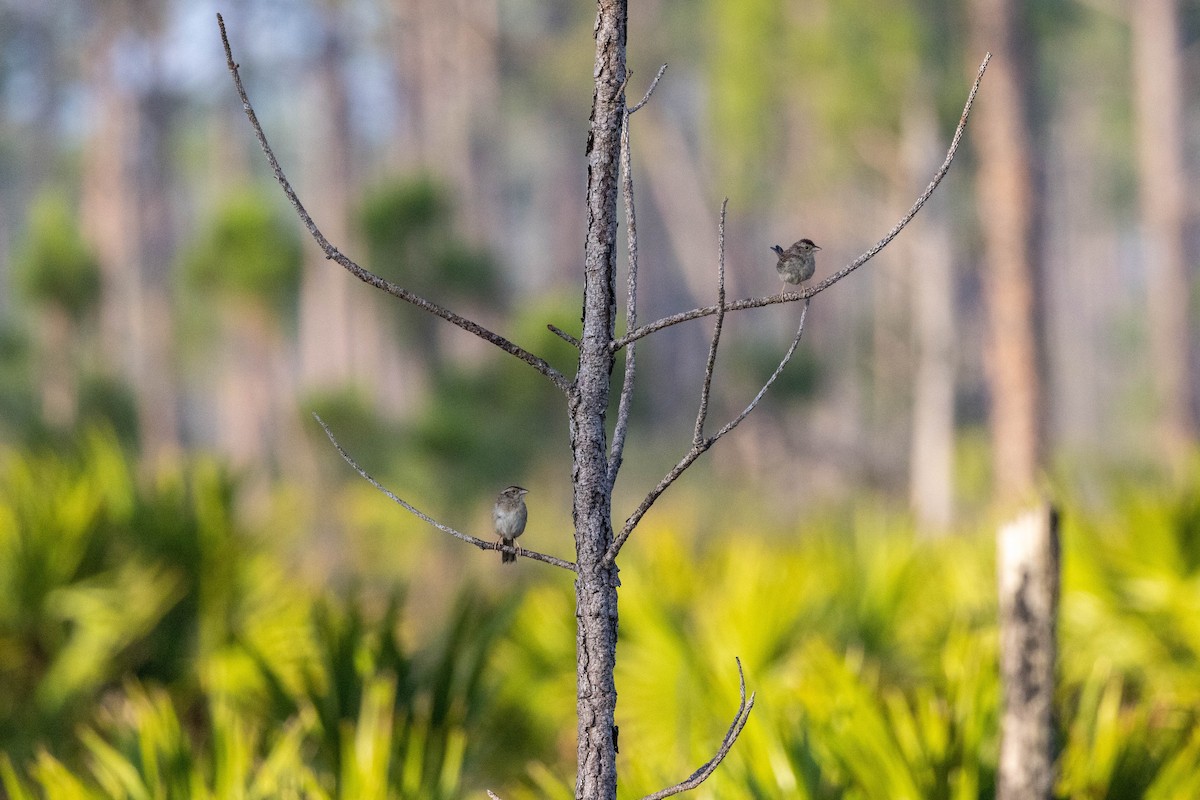Bachman's Sparrow - ML643785116