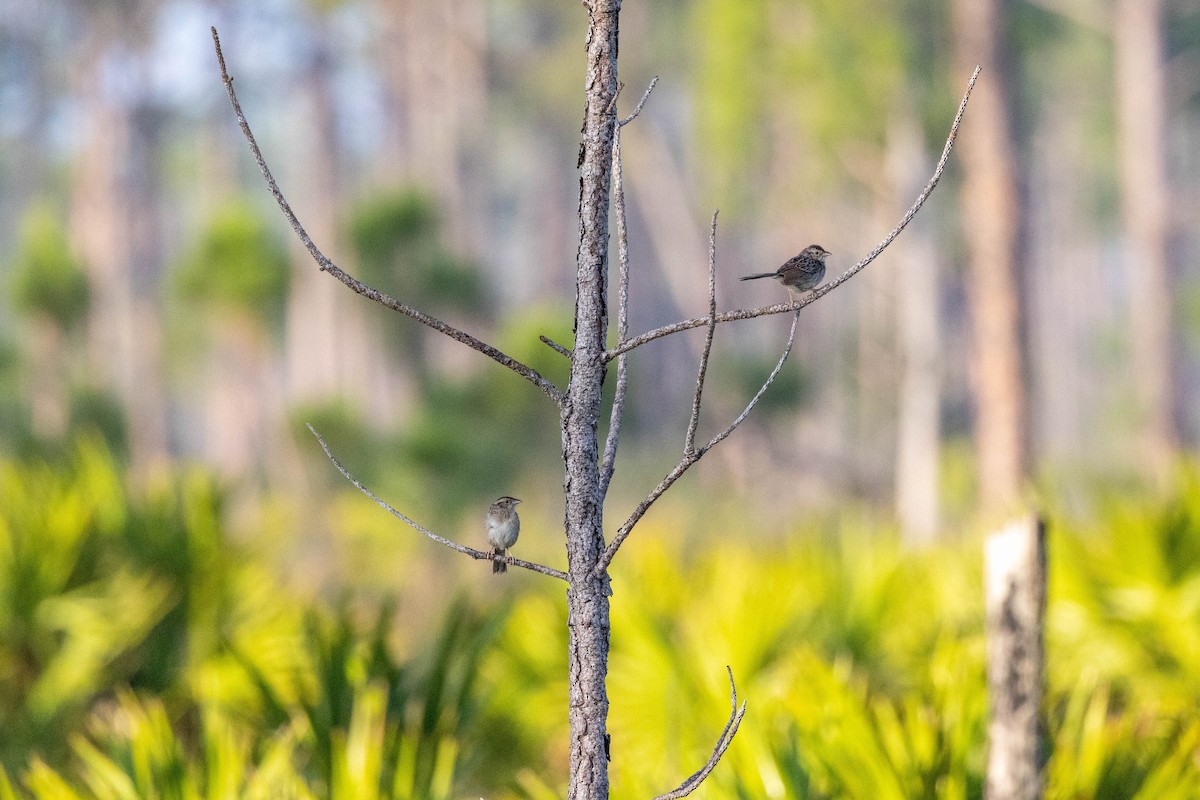 Bachman's Sparrow - ML643785117