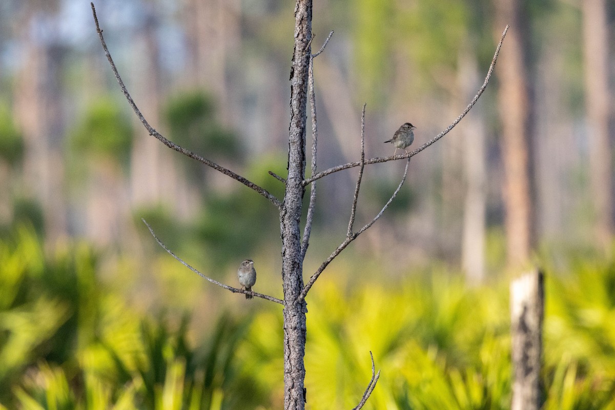Bachman's Sparrow - ML643785118