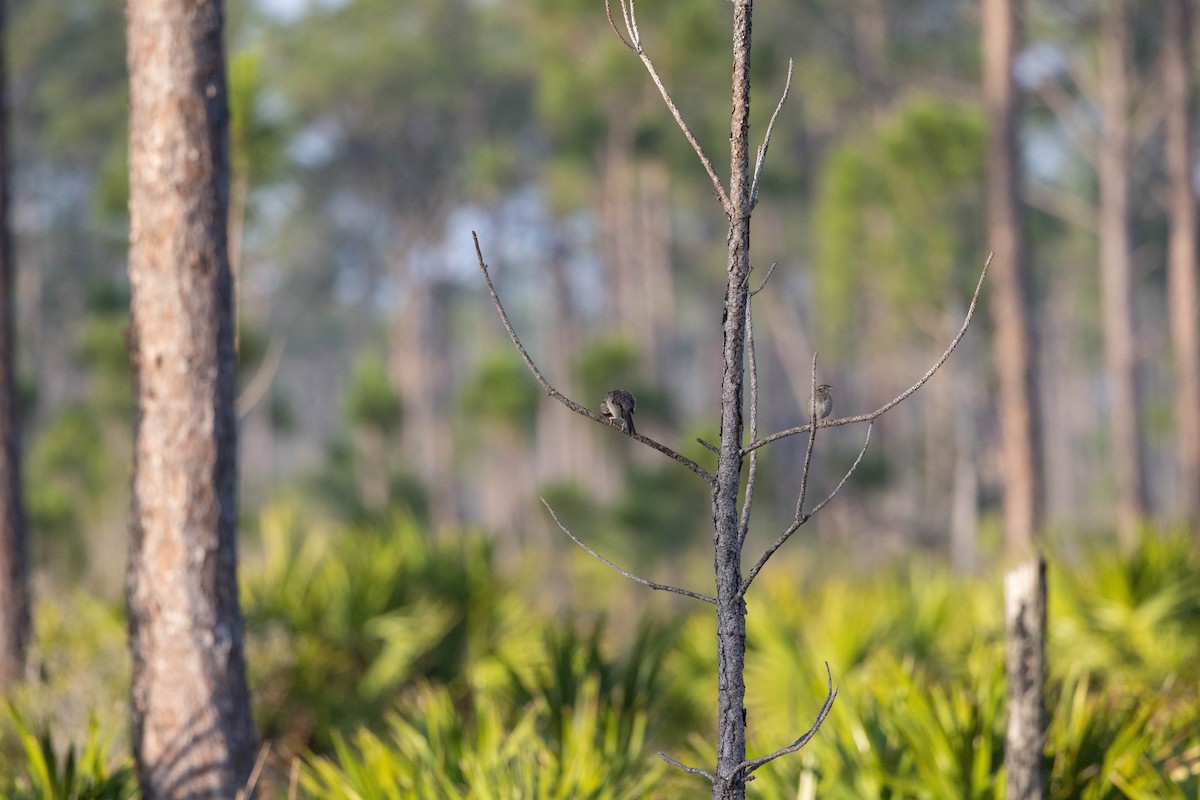 Bachman's Sparrow - ML643785119