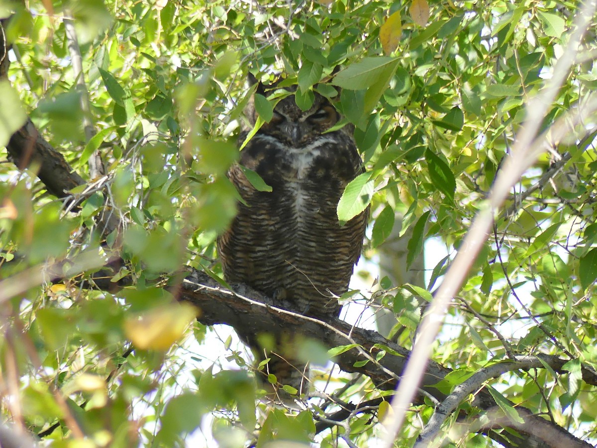 Great Horned Owl - ML643785128