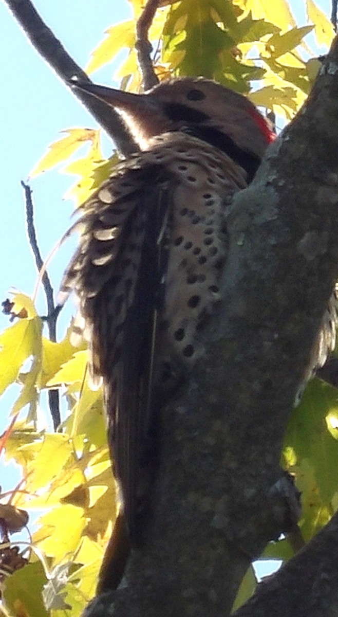 Northern Flicker - ML643785133