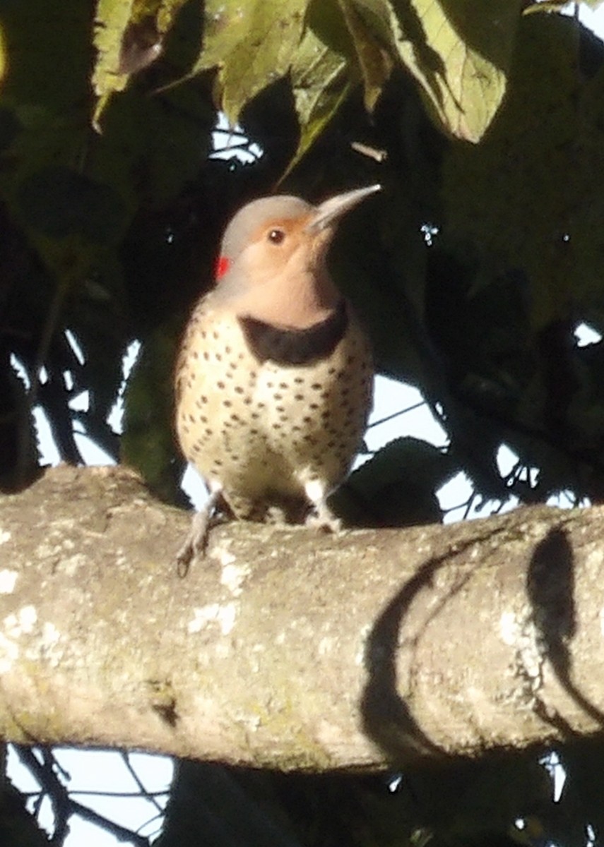 Northern Flicker - ML643785134