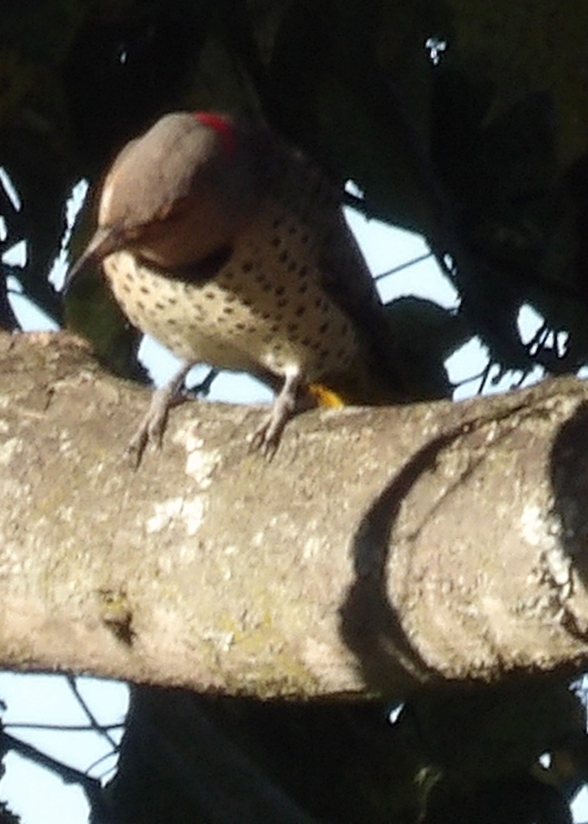 Northern Flicker - ML643785135