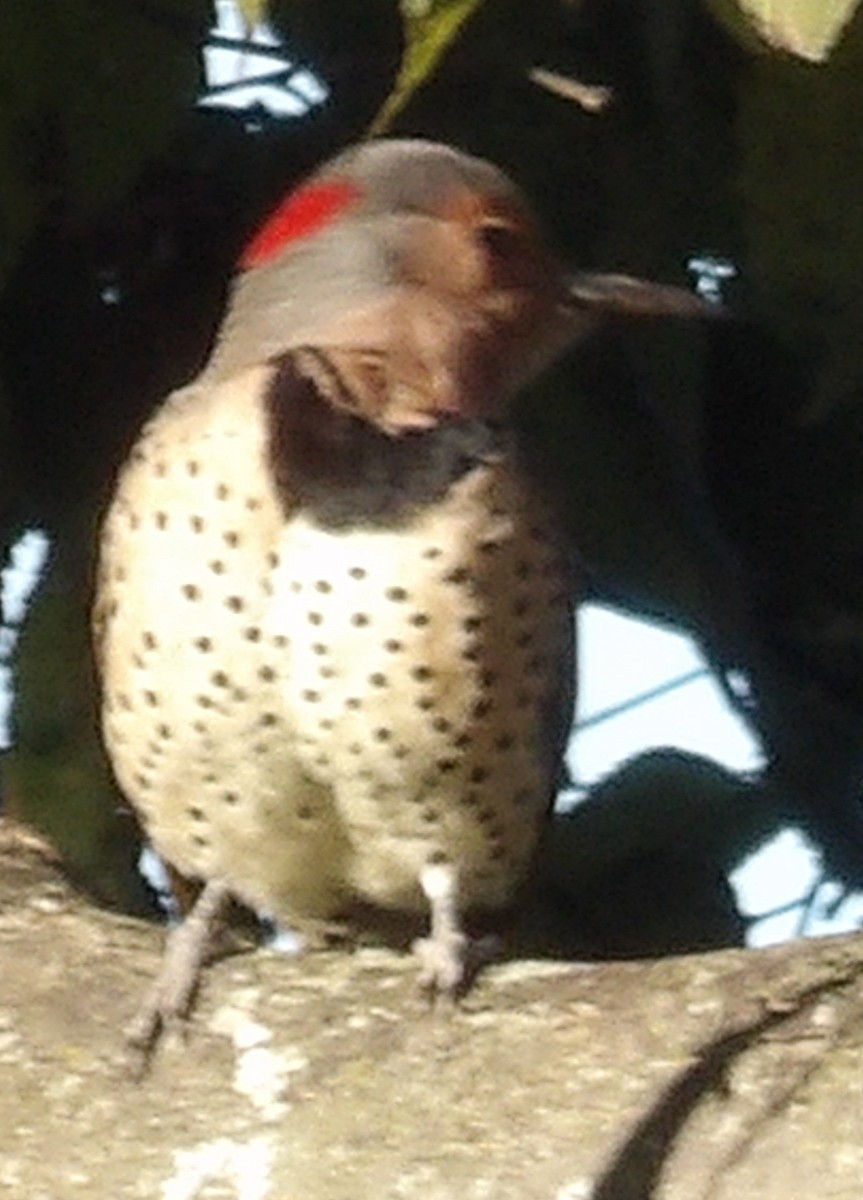 Northern Flicker - ML643785136