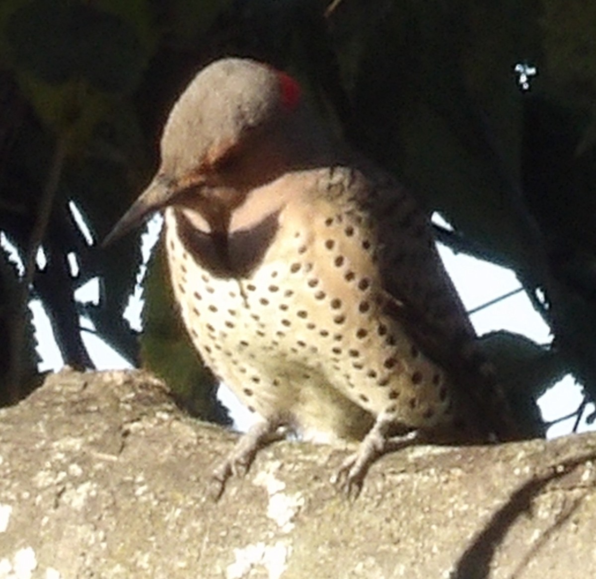 Northern Flicker - ML643785137