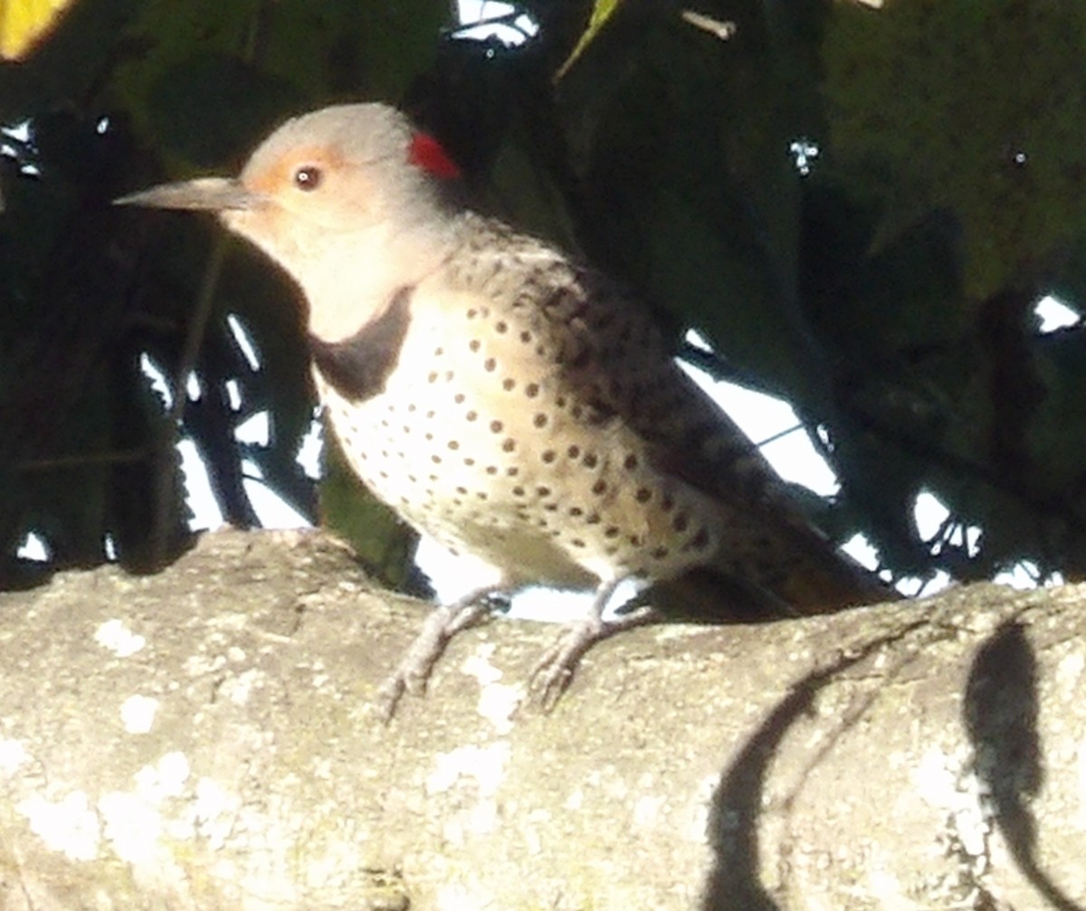 Northern Flicker - ML643785138