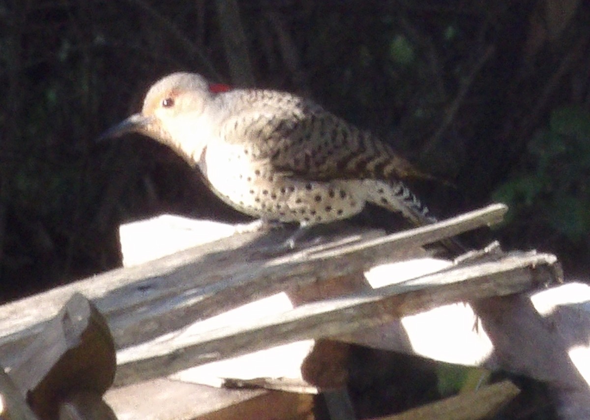 Northern Flicker - ML643785139
