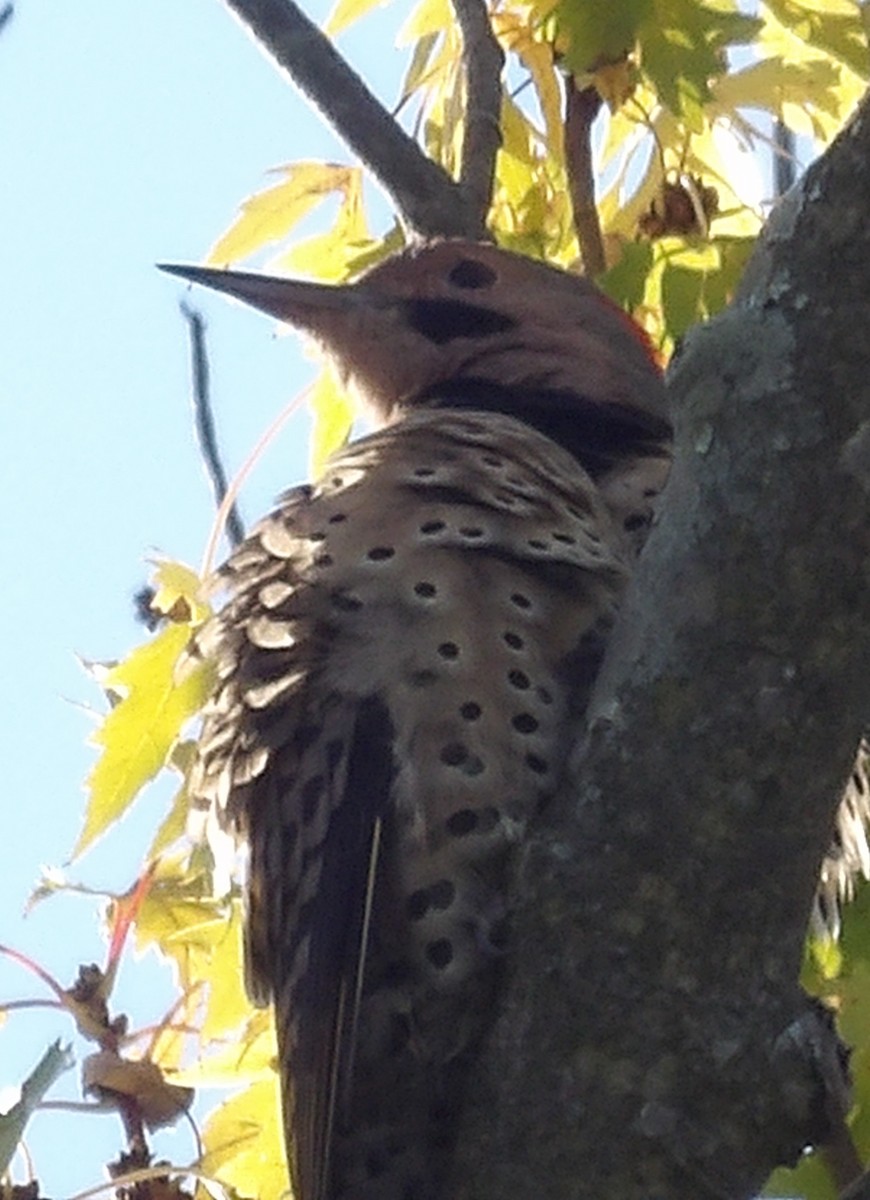 Northern Flicker - ML643785140