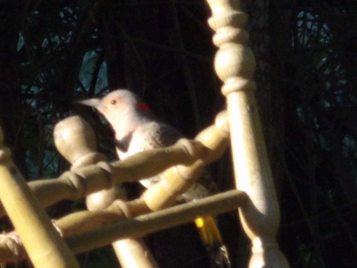 Northern Flicker - ML643785141