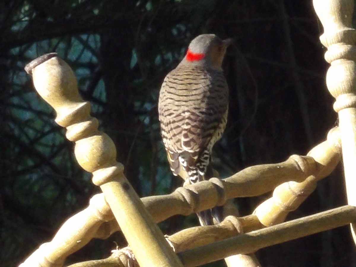 Northern Flicker - ML643785142