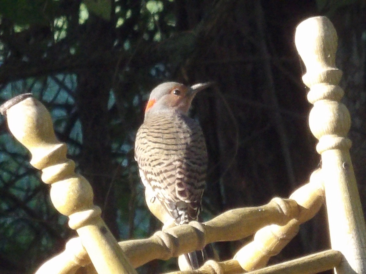 Northern Flicker - ML643785143