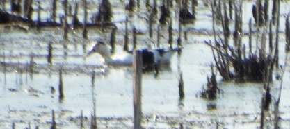 duck sp. - ML643785157