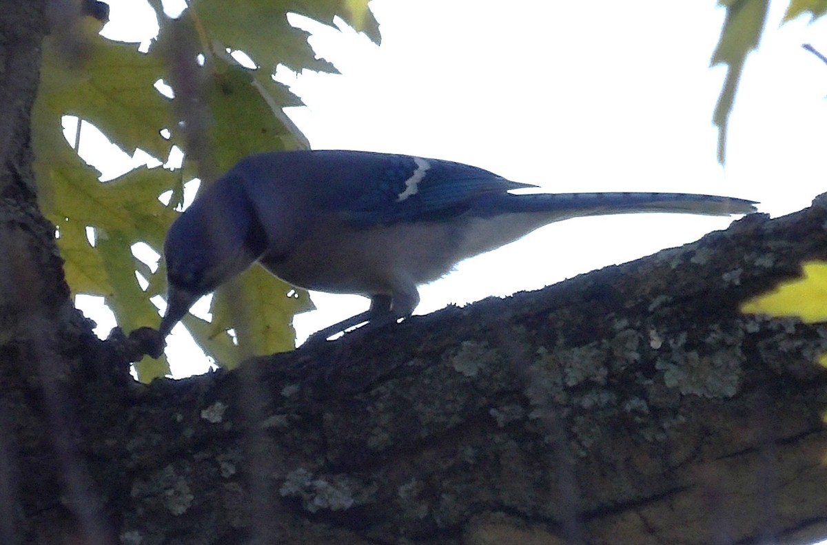 Blue Jay - ML643785161
