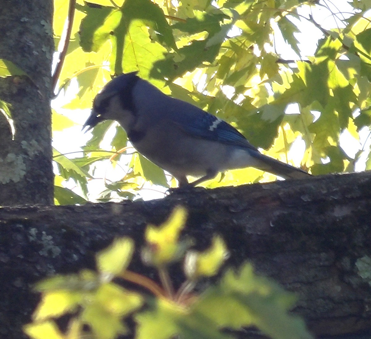 Blue Jay - ML643785162