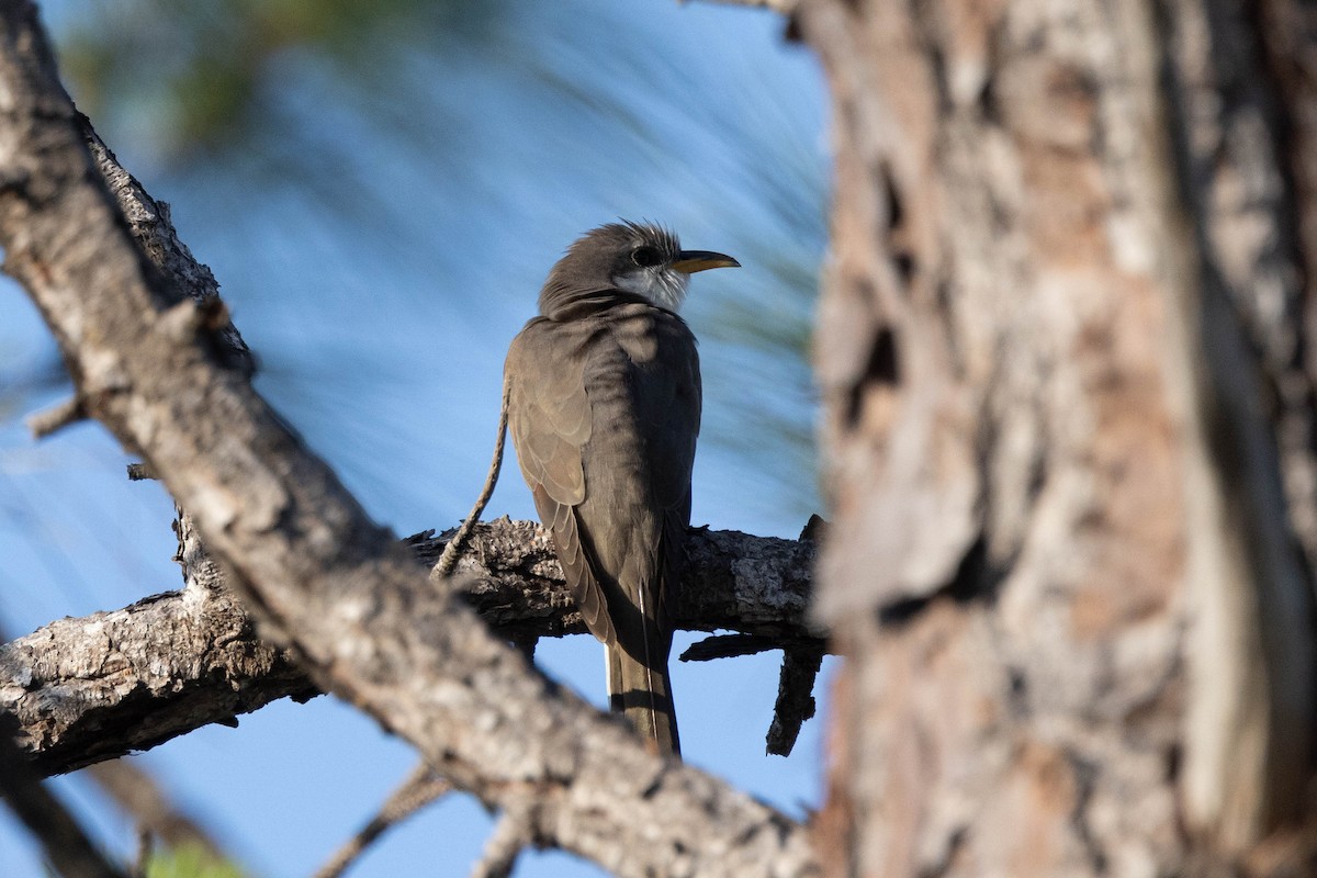 Yellow-billed Cuckoo - ML643785167