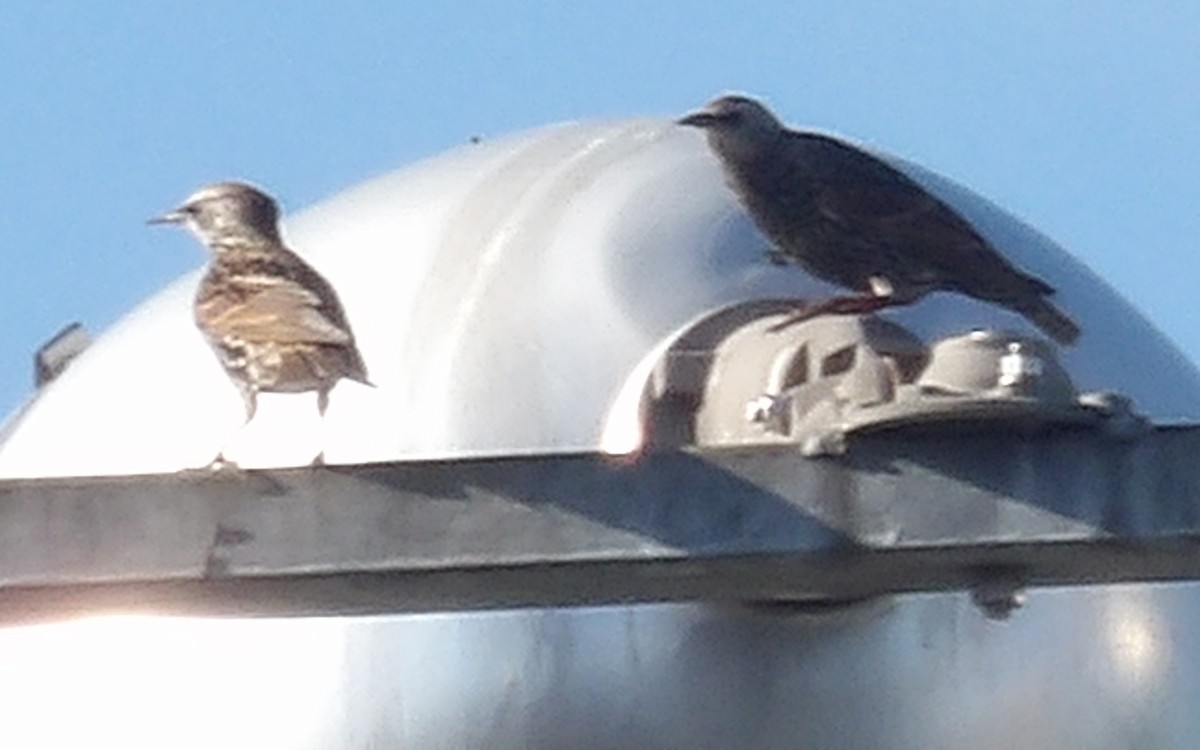 Arabazozo pikarta - ML643785168