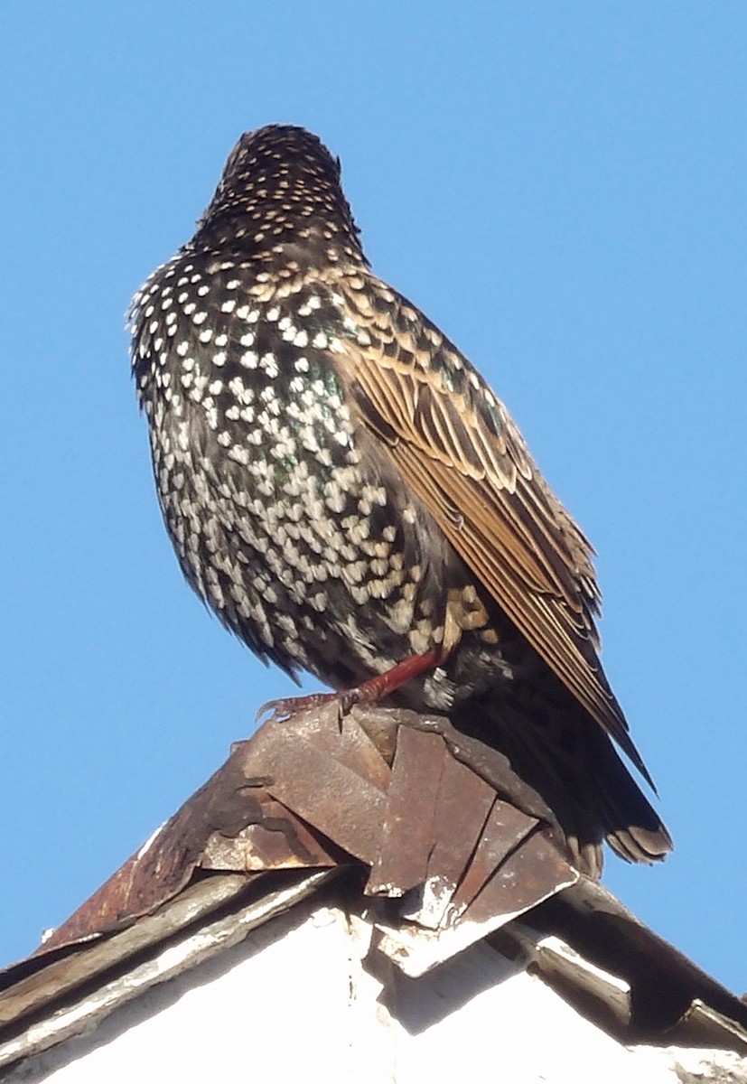 Arabazozo pikarta - ML643785170