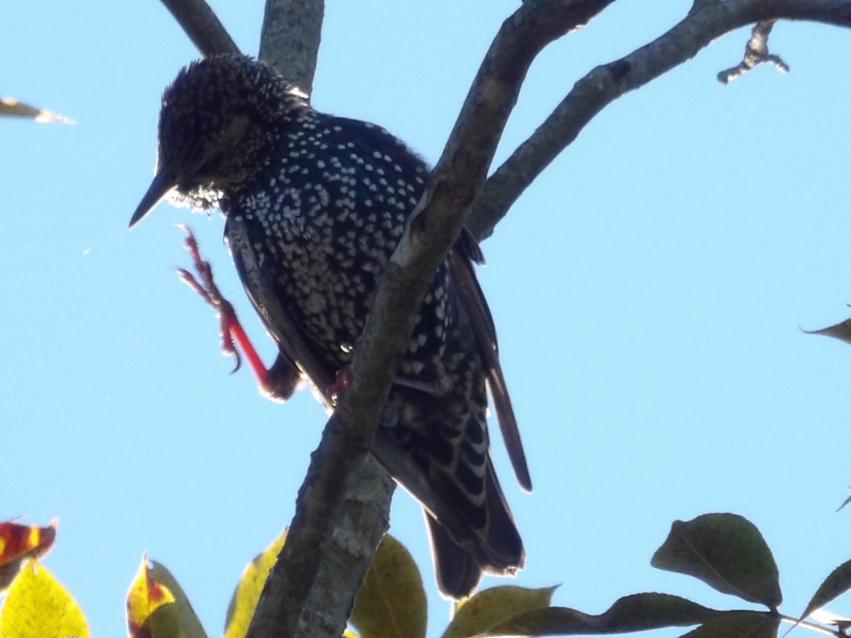 Arabazozo pikarta - ML643785172
