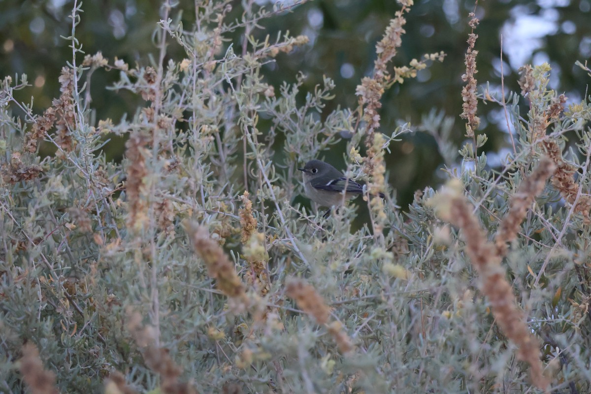 Ruby-crowned Kinglet - ML643785175