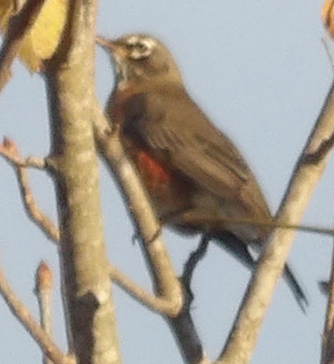 Zozo papargorria - ML643785178