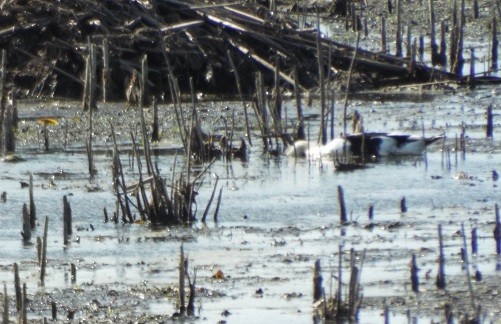 duck sp. - ML643785183