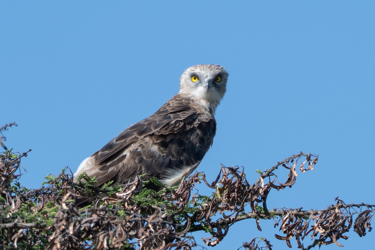 Black-chested Snake-Eagle - ML643785191