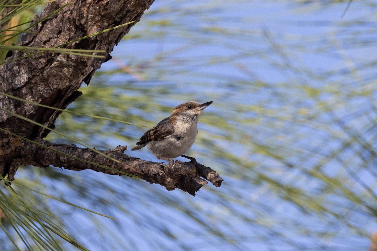 Brown-headed Nuthatch - ML643785205