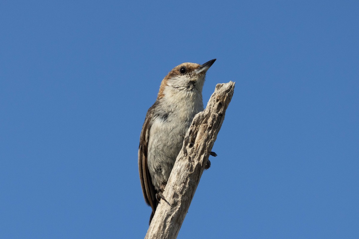 Brown-headed Nuthatch - ML643785206