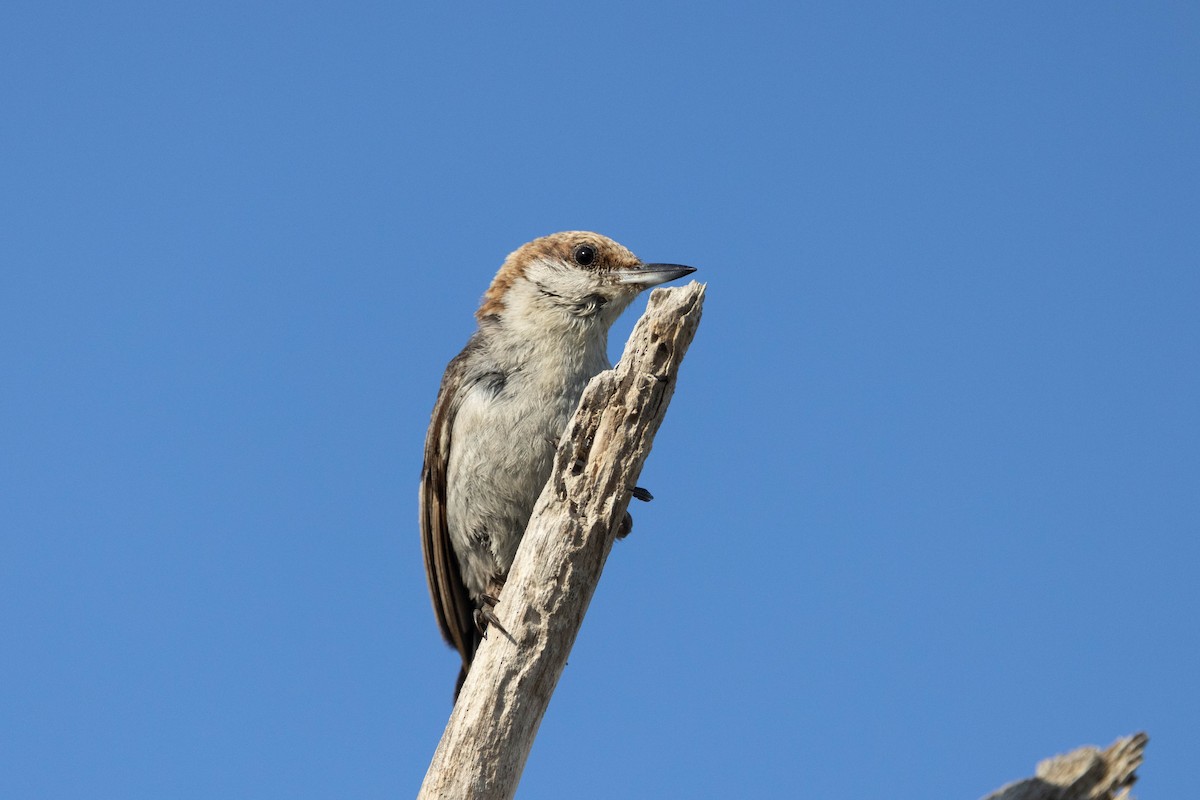 Brown-headed Nuthatch - ML643785207