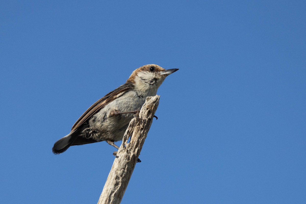 Brown-headed Nuthatch - ML643785208