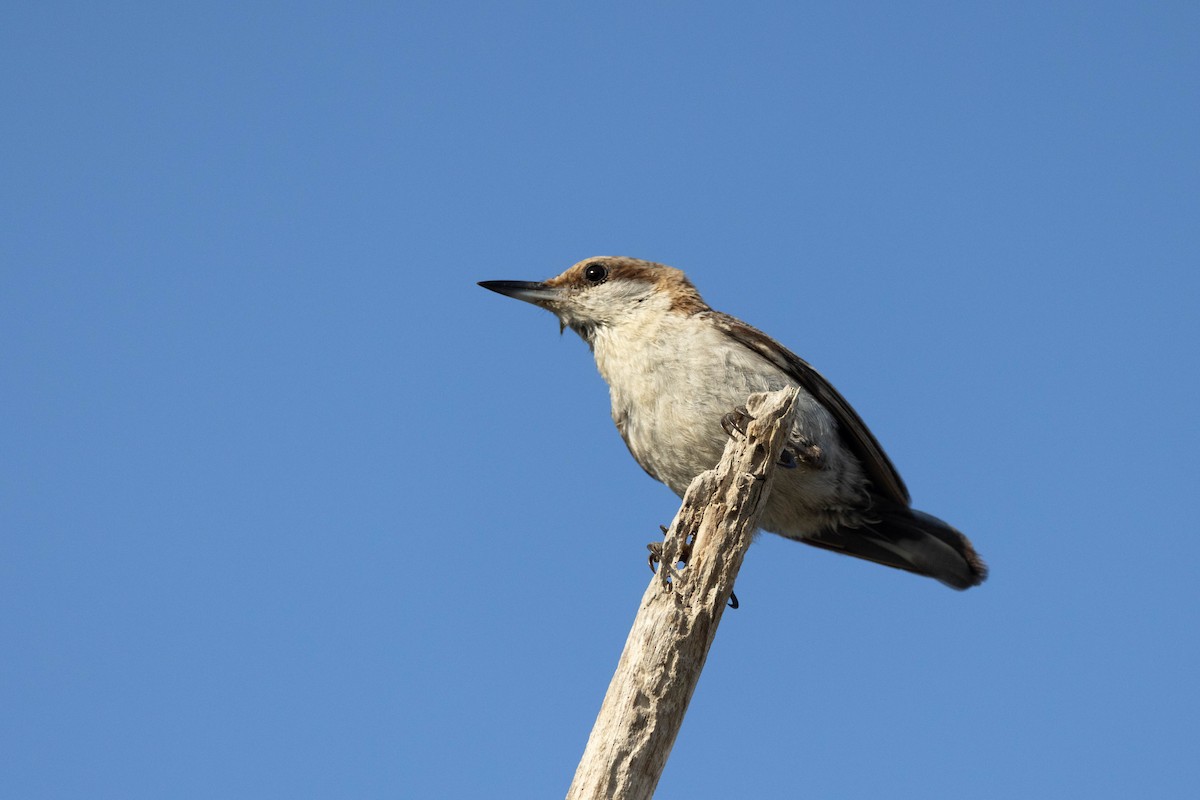 Brown-headed Nuthatch - ML643785209