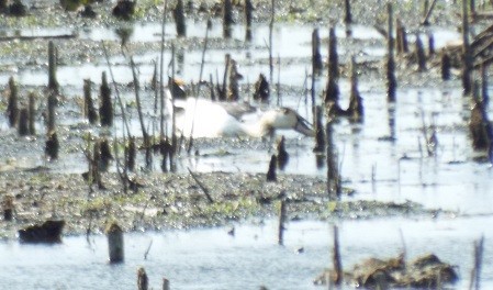 duck sp. - ML643785211