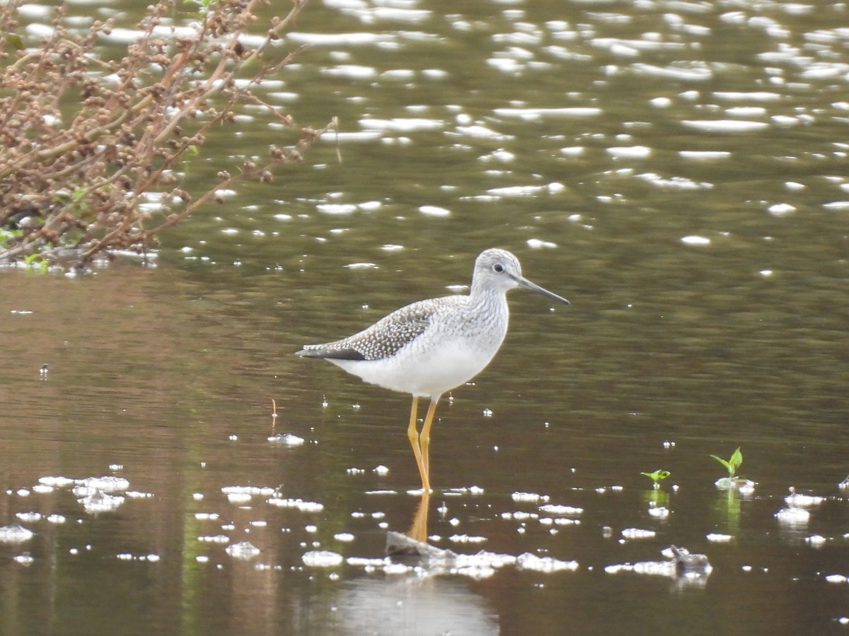 Greater Yellowlegs - ML643785216
