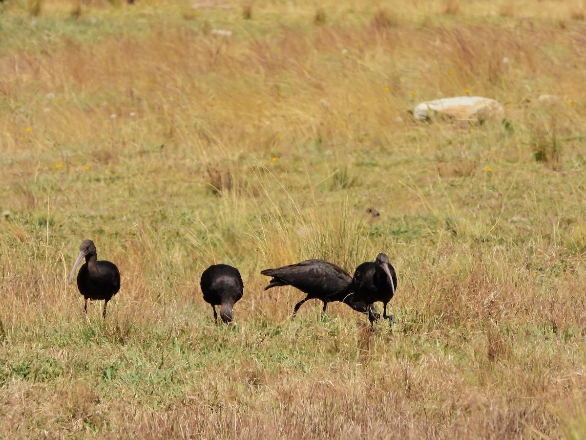 Puna Ibis - ML643785241