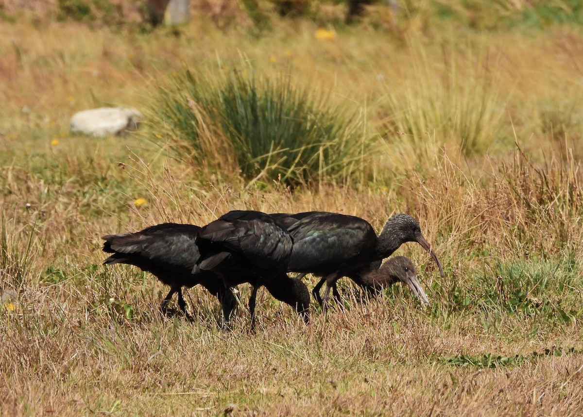 Puna Ibis - ML643785242