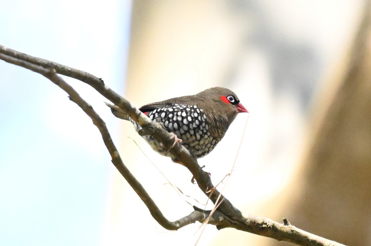 Red-eared Firetail - ML643785243