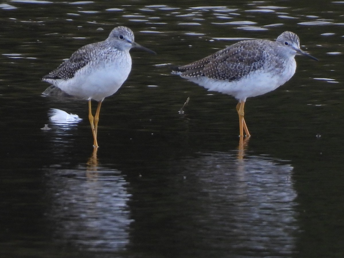 Greater Yellowlegs - ML643785245