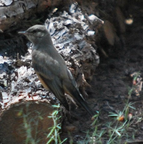 Say's Phoebe - ML643785277