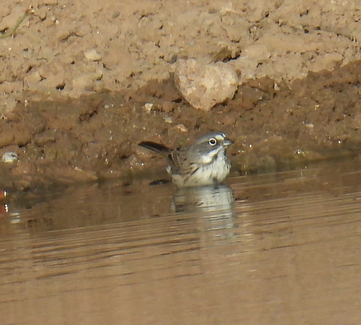 Sagebrush Sparrow - ML643785305