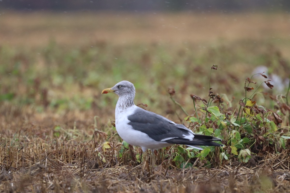 Lesser Black-backed Gull - ML643785312