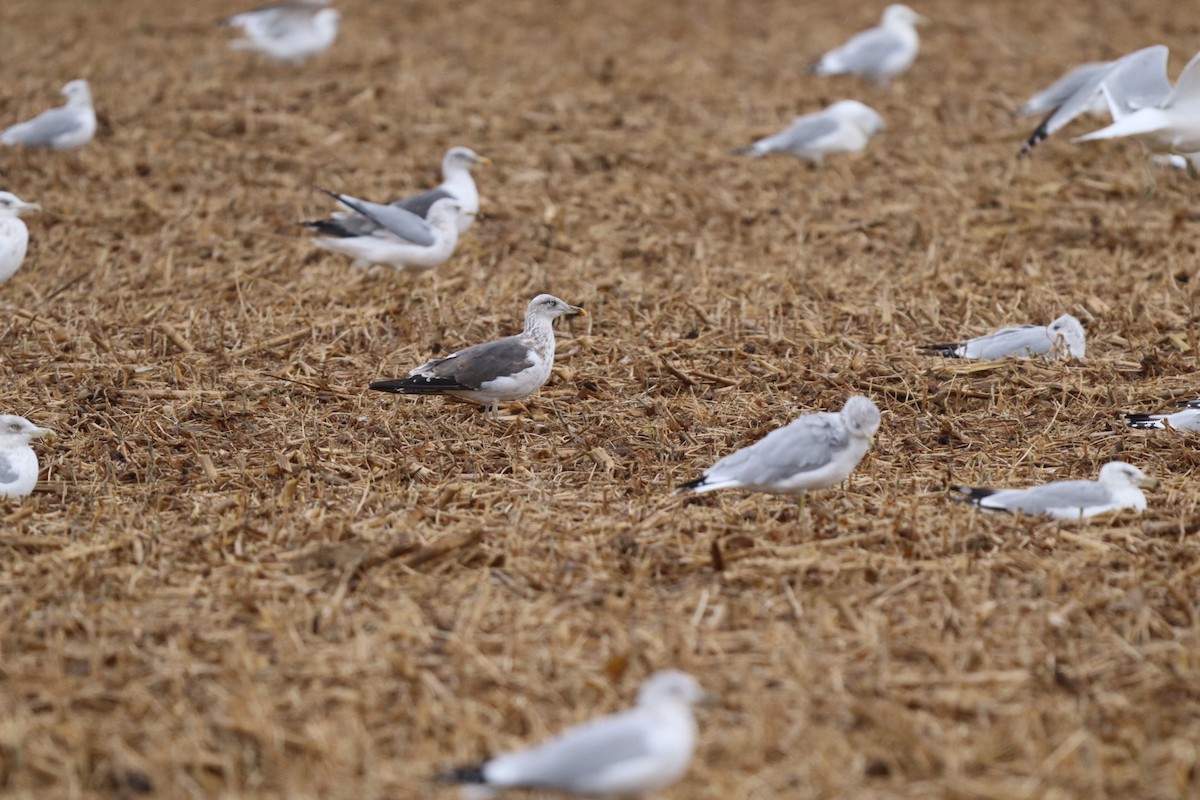 Lesser Black-backed Gull - ML643785313