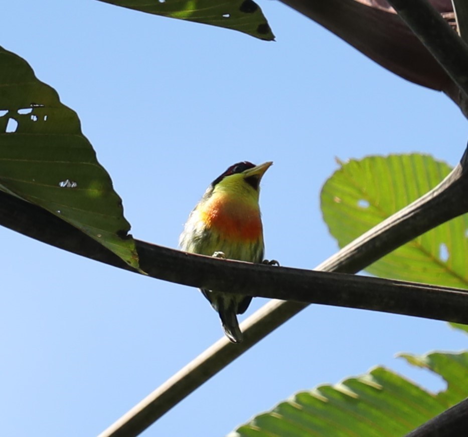 Lemon-throated Barbet - ML643785323